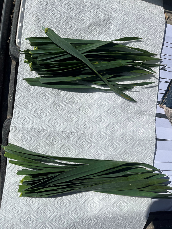 To bundter med hvedeblade der ligger på nogle stykker køkkenrulle